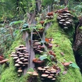 Waldbaden-Baumpilze quer (Foto P.Gries).jpg