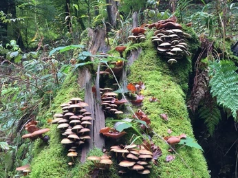 Waldbaden-Baumpilze quer (Foto P.Gries).jpg