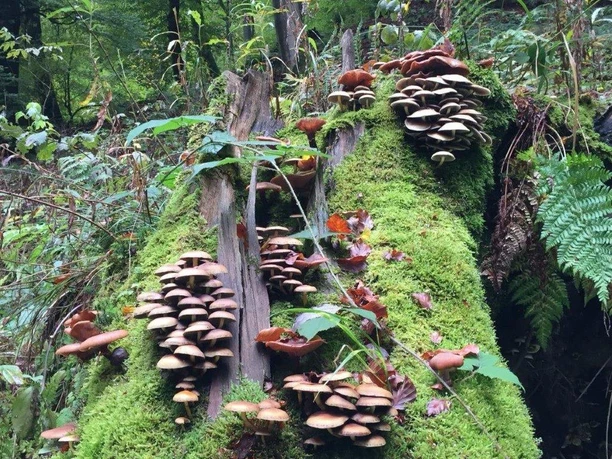 Waldbaden-Baumpilze quer (Foto P.Gries).jpg