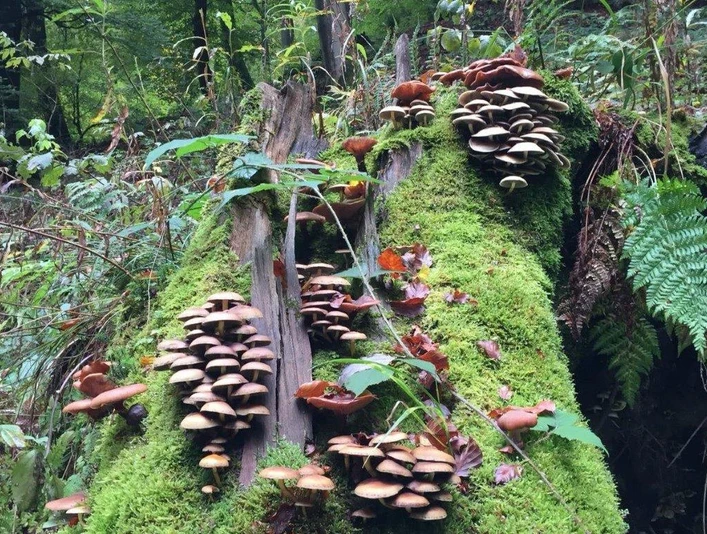 Waldbaden-Baumpilze quer (Foto P.Gries).jpg