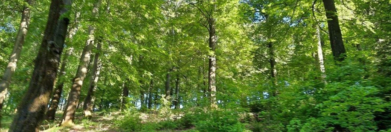 Waldbaden-Buchenwald Frühjahr (Foto W.Biederbick).jpg