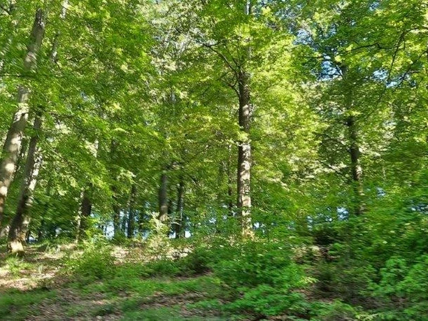 Waldbaden-Buchenwald Frühjahr (Foto W.Biederbick).jpg