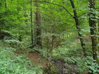 Waldbaden-eingetaucht im Wald (Foto G.Slowek).jpg