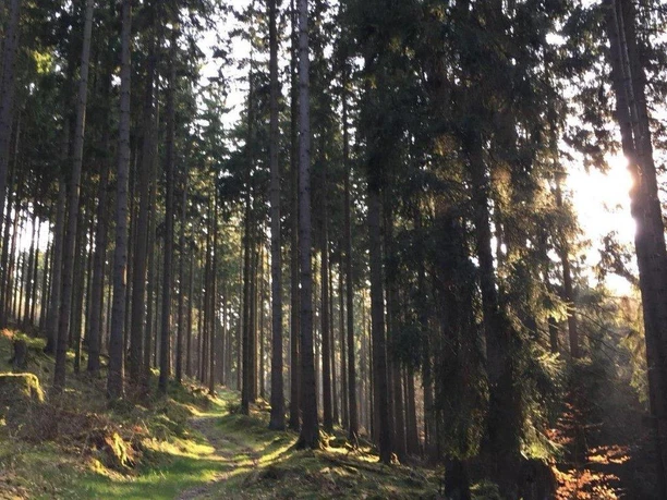 Weg beim Waldbaden quer (Foto P.Gries).jpg