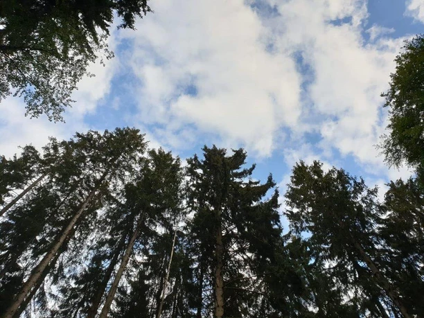 Waldbaden-Blick zu den Baumwipfeln ( Foto G.Slowek).jpg
