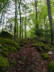 Zeit Wald Ich
