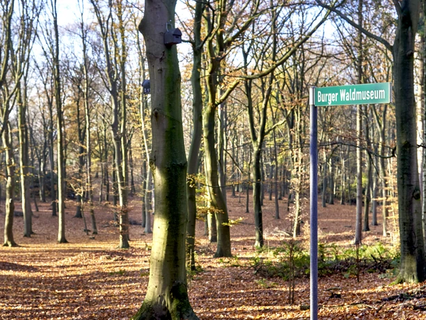 Waldmuseum Burg