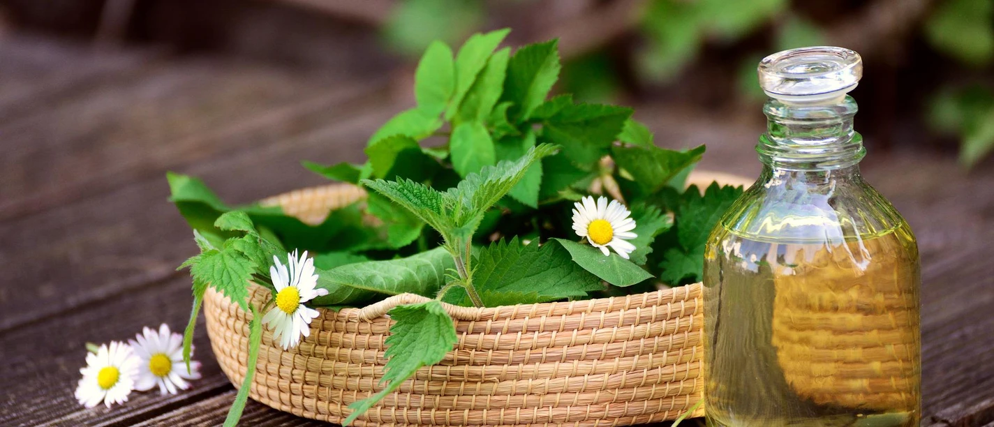 Wildkräuterwanderung in Bispingen Geflochtener Korb mit frischen Wildkräutern und Gänseblümchen neben einer Glasflasche mit Kräuteröl.