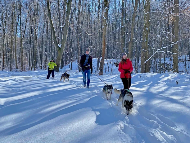 Husky-Trekking im Huy