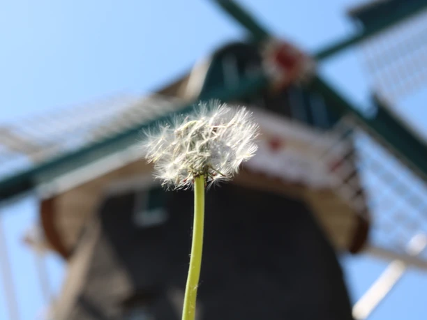 Mühle Hahnentange Rhauderfehn, Gemeinde Rhauderfehn Nahaufnahme eines Pusteblumen-Samens vor einer traditionellen Windmühle bei blauem Himmel