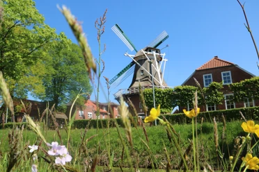 Mühle Hahnentange Rhauderfehn, Gemeinde Rhauderfehn Traditionelle Windmühle mit grünen Flügeln vor blauem Himmel, umgeben von Blumenwiese und roten Backsteinhäusern
