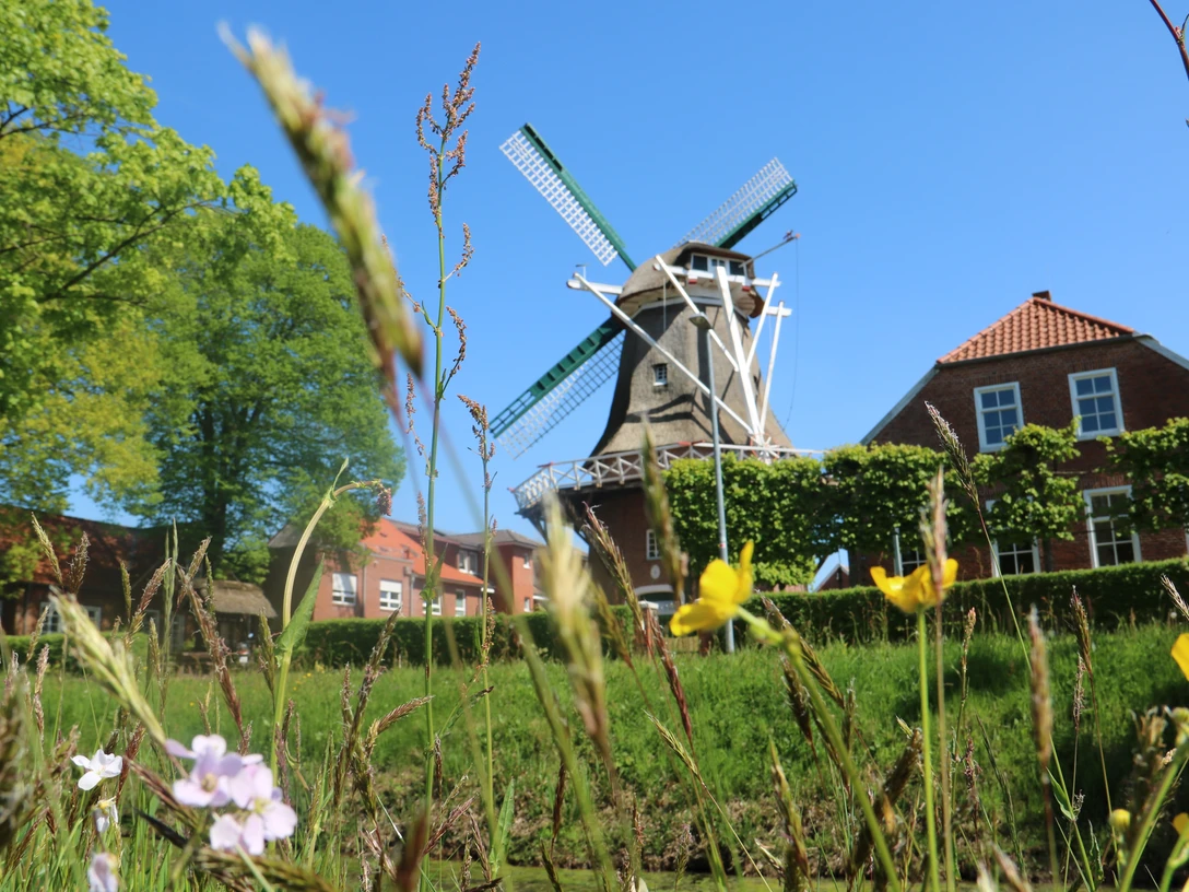 Mühle Hahnentange Rhauderfehn, Gemeinde Rhauderfehn Traditionelle Windmühle mit grünen Flügeln vor blauem Himmel, umgeben von Blumenwiese und roten Backsteinhäusern