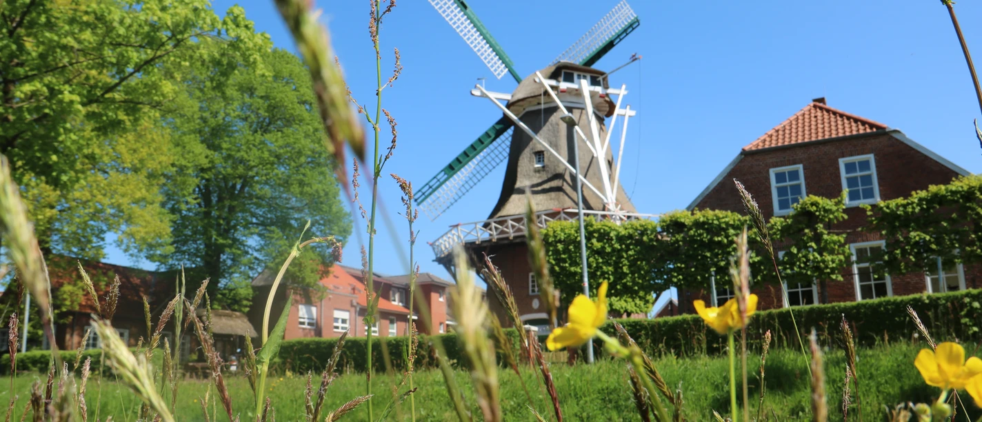 Mühle Hahnentange Rhauderfehn, Gemeinde Rhauderfehn Traditionelle Windmühle mit grünen Flügeln vor blauem Himmel, umgeben von Blumenwiese und roten Backsteinhäusern