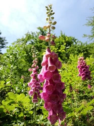 Gernsbach Sagenweg Blumen 1
