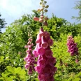 Gernsbach Sagenweg Blumen 1