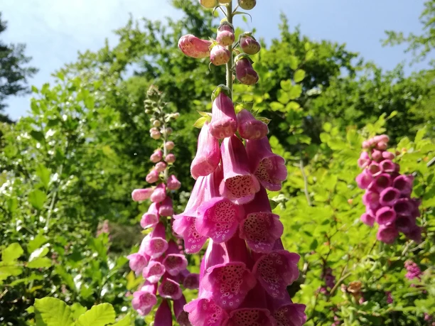 Gernsbach Sagenweg Blumen 1