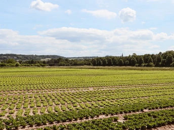 Obstanbau im Vorgebirge