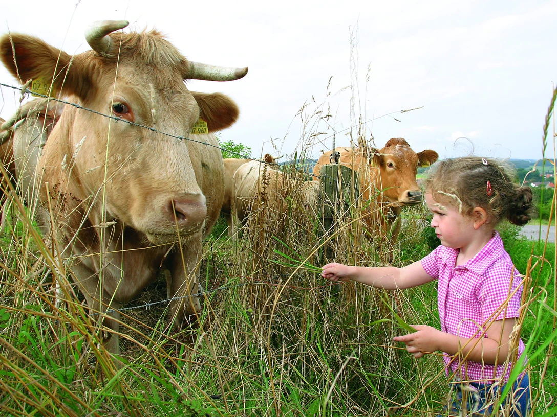 kinder-kuh c) wolfgang-detemple- tourist-information-willingen.jpg