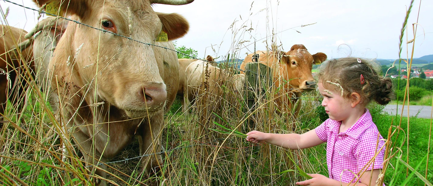 kinder-kuh c) wolfgang-detemple- tourist-information-willingen.jpg