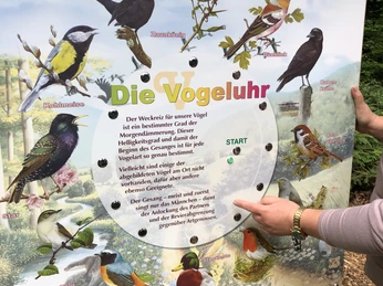 Walderlebnispfad Rehburg-Loccum - die Vogeluhr