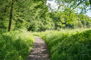 Wanderweg Ein schattiger Wanderweg windet sich durch einen dichten, grünen Wald unter blauem Himmel.