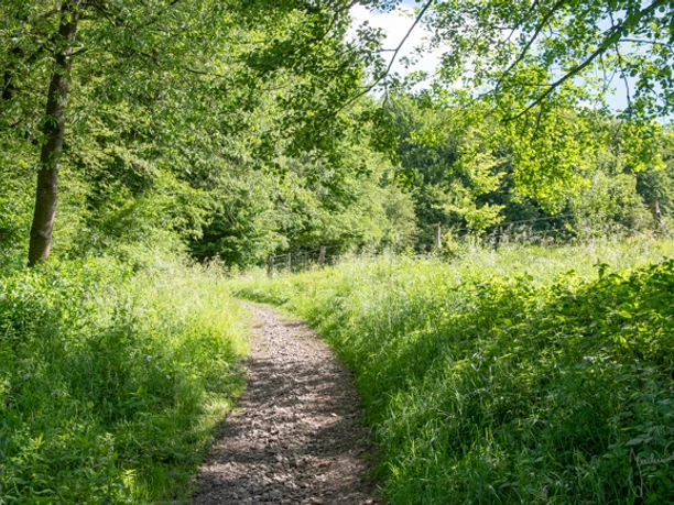 Wanderweg Ein schattiger Wanderweg windet sich durch einen dichten, grünen Wald unter blauem Himmel.