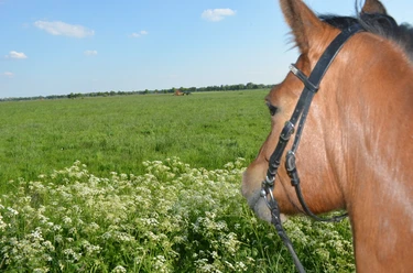 1388_Ausritt_mit_dem_Pferd_zwischen_Leer_und__1024.jpg