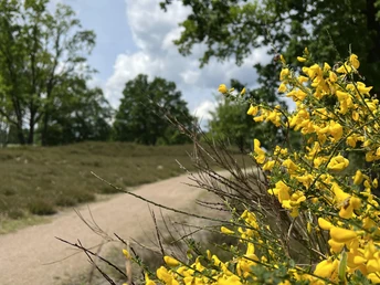Behringer-Hügelgräberheide-Ginster-ccbysa-foto©bispingen-touristik-min.jpeg