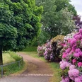 Rhododendren Rosarium Glauchau