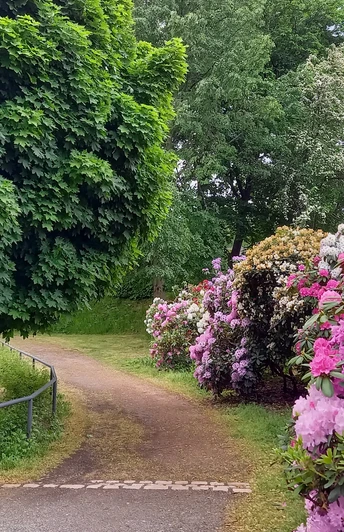 Rhododendren Rosarium Glauchau