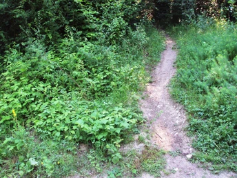 Salzgitter Höhenzug, Wanderweg 19 Aufstieg zum Kammweg