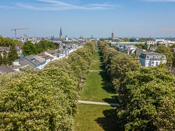 Poppeldorfer Allee im Frühling