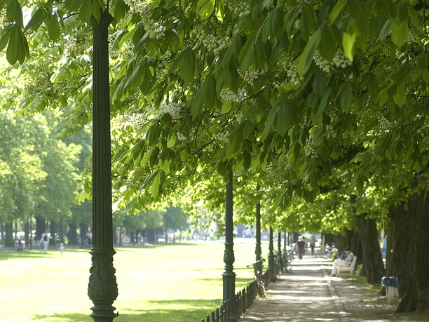 Poppelsdorfer Allee Besonders schön wirkt der rote und weiße Blütenzauber der Kastanien auf der Poppelsdorfer Allee. Im Bonner Straßenraum stehen rund 2500 "städtische" Kastanien, darunter am häufigsten die weiß blühende Rosskastanie und die rot blühende Scharlachkastanie.