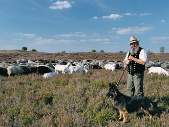 Schäfer mit seiner Herde in der Nemitzer Heide