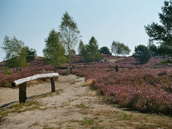 Blick in die Nemitzer Heide