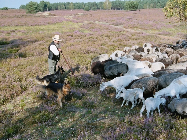 Schäfer mit seiner Herde in der Nemitzer Heide