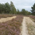 Die Nemitzer Heide wurde zum Naturschutzgebiet erhoben.