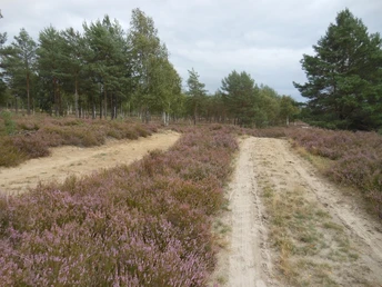Die Nemitzer Heide wurde zum Naturschutzgebiet erhoben.
