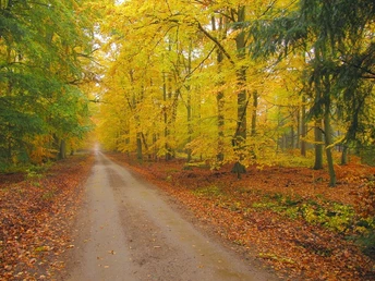 Die Tour quert den malerischen Weg zum Vorwerk Rucksmoor.