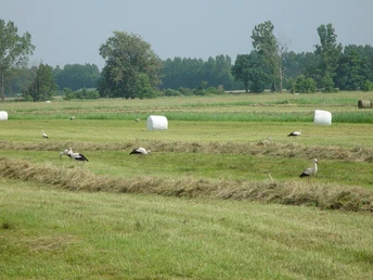 Wo immer gemäht wird, erscheinen sie zahlreich: Störche.