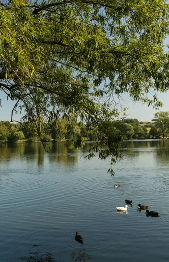 Abtskücher Teich der MuseumsLandschaft Abtsküche in Heiligenhaus Ruhiger Teich mit schwimmenden Enten und üppigem Baumbewuchs im Hintergrund bei klarem Himmel.