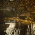 Herbstliche Flusslandschaft mit stillem Wasser, herabhängenden Ästen und sanften Lichtreflexen.