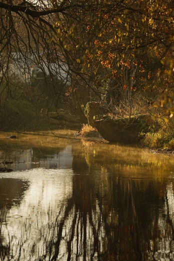Herbstliche Flusslandschaft mit stillem Wasser, herabhängenden Ästen und sanften Lichtreflexen.