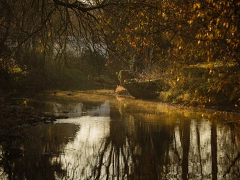 Altenau bei Nordborchen auf der Schweiz.jpg Herbstliche Flusslandschaft mit stillem Wasser, herabhängenden Ästen und sanften Lichtreflexen.