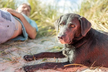 Hund-Wangerland-Oliver Franke.jpg