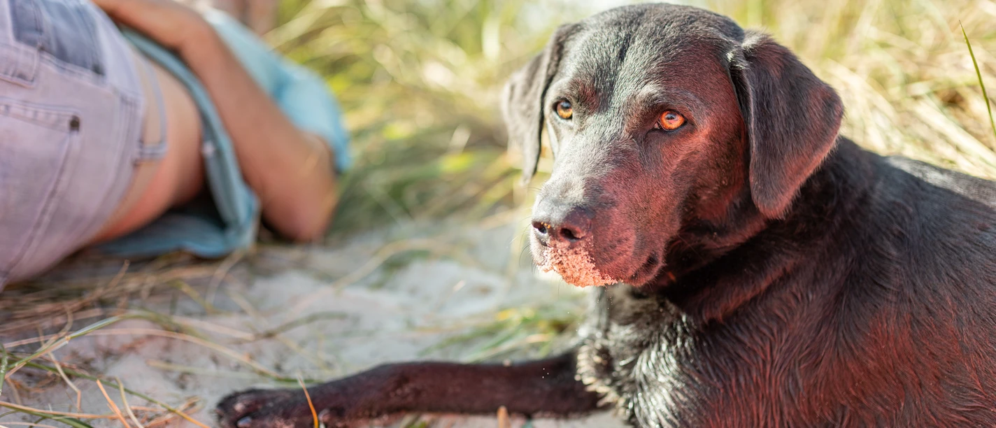 Hund-Wangerland-Oliver Franke.jpg
