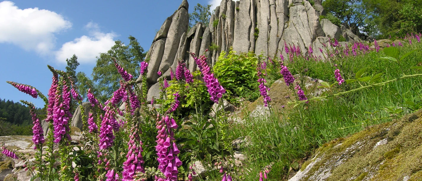 Orgelfelsen bei Gernsbach im Murgtal - Kopie