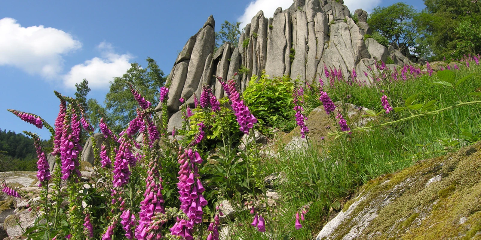 Orgelfelsen bei Gernsbach im Murgtal - Kopie