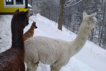 Two alpacas in winter.