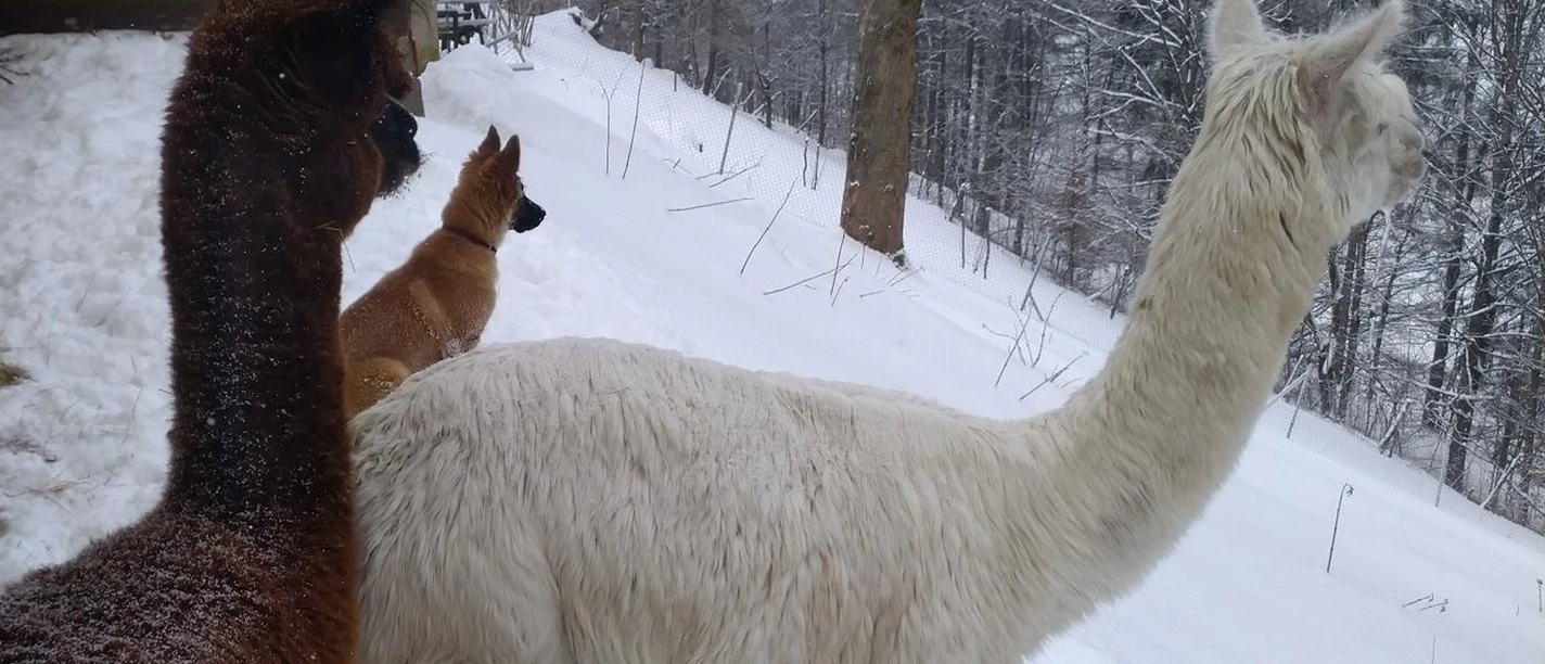Two alpacas in winter.